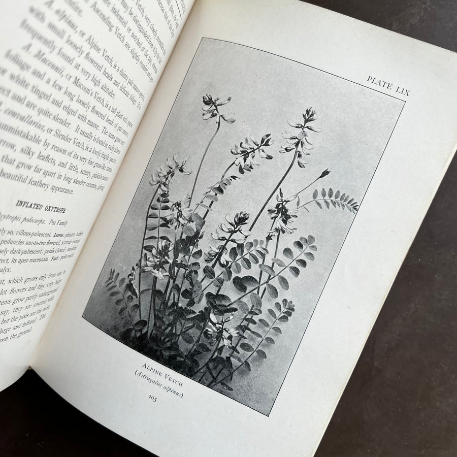 1906 - Mountain Wild Flowers of Canada, First Edition