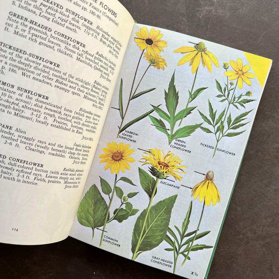 1968 - A Field Guide To The Wildflowers