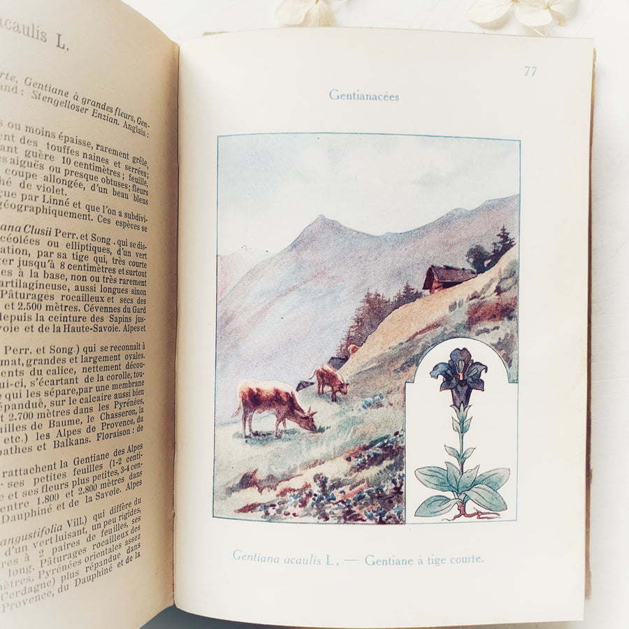 1924 - Les Fleurs Des Montagnes, First Edition