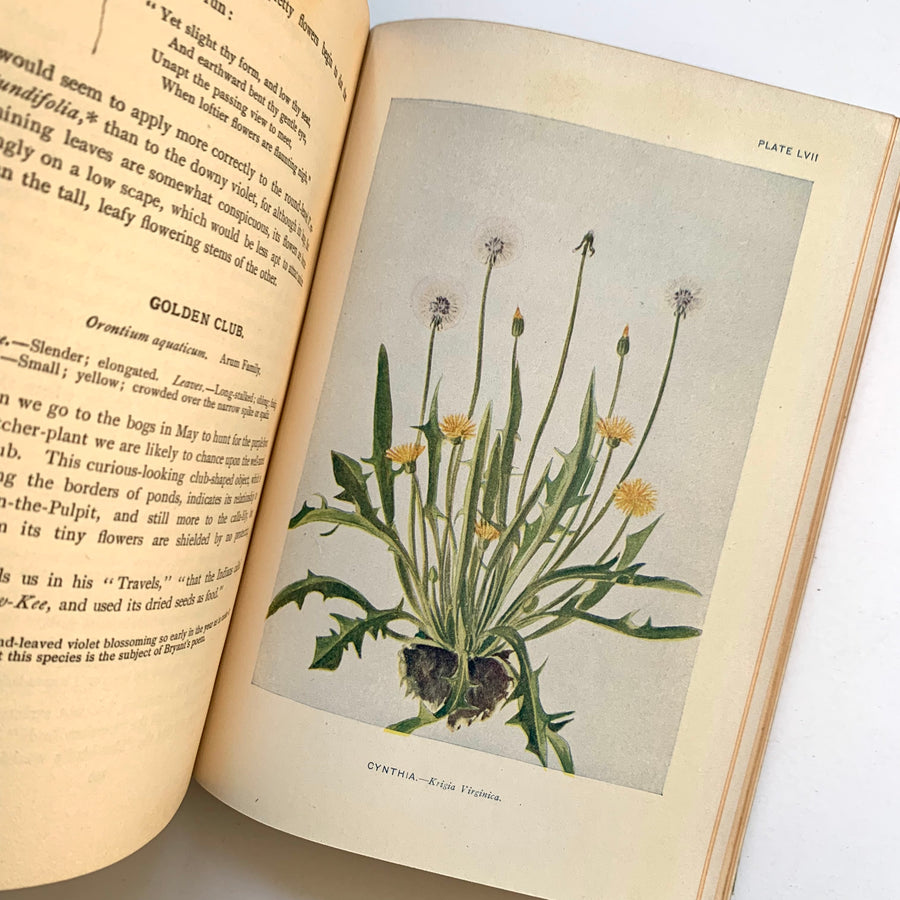1919 - How To Know The Wild Flowers