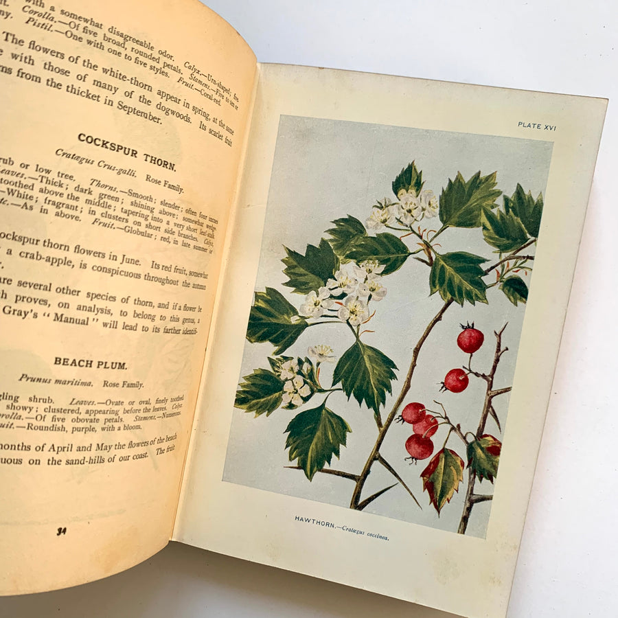 1919 - How To Know The Wild Flowers