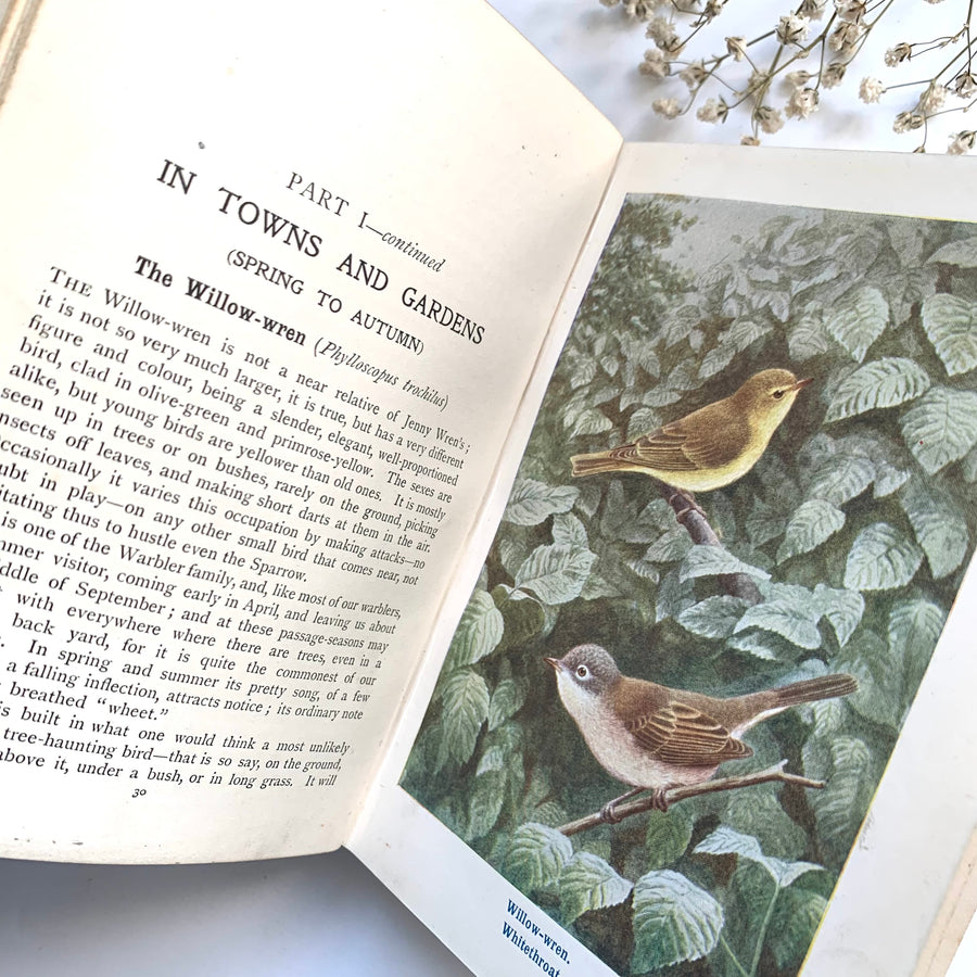 Birds of the Countryside, A Handbook of British Birds