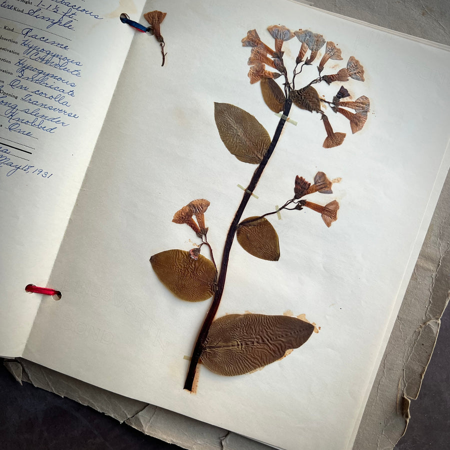 1931 - Botany/ Herbarium