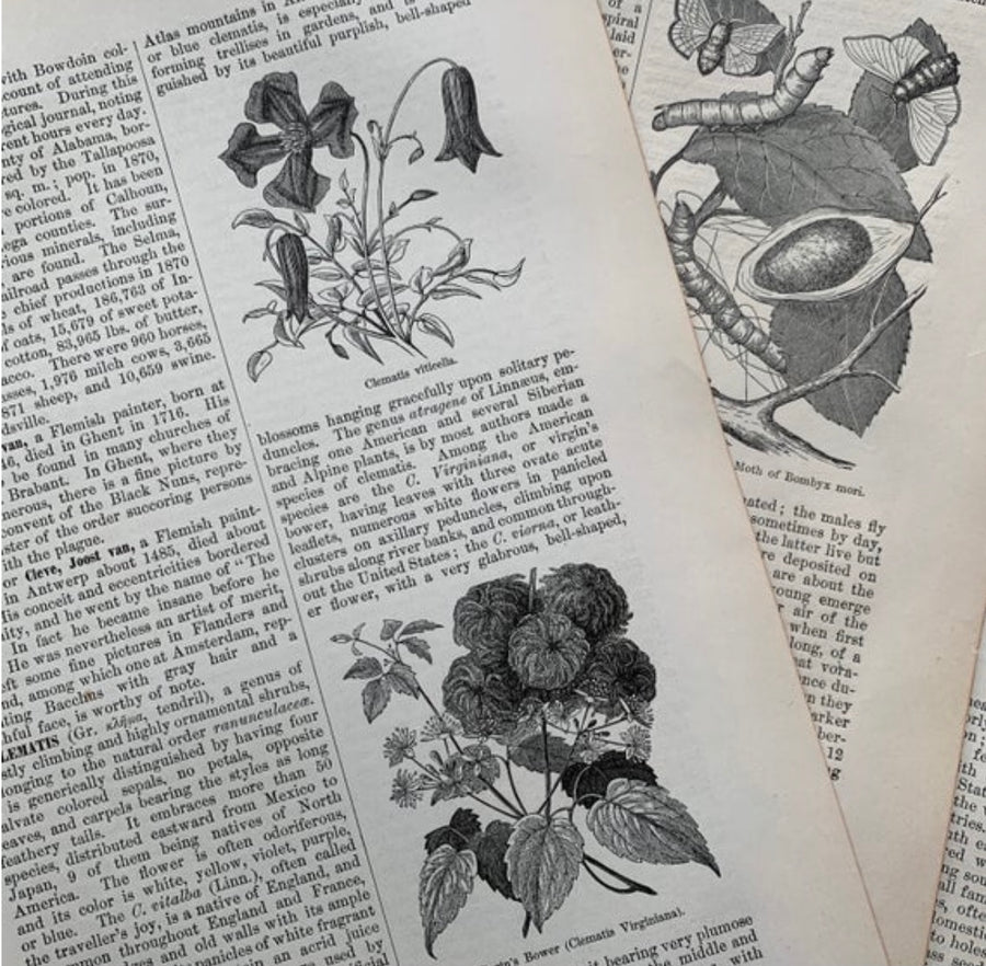 1879 - Nature, Birds, Flowers, Botany, Antiquarian Encyclopedia Art for Journaling/ Scrapbooking