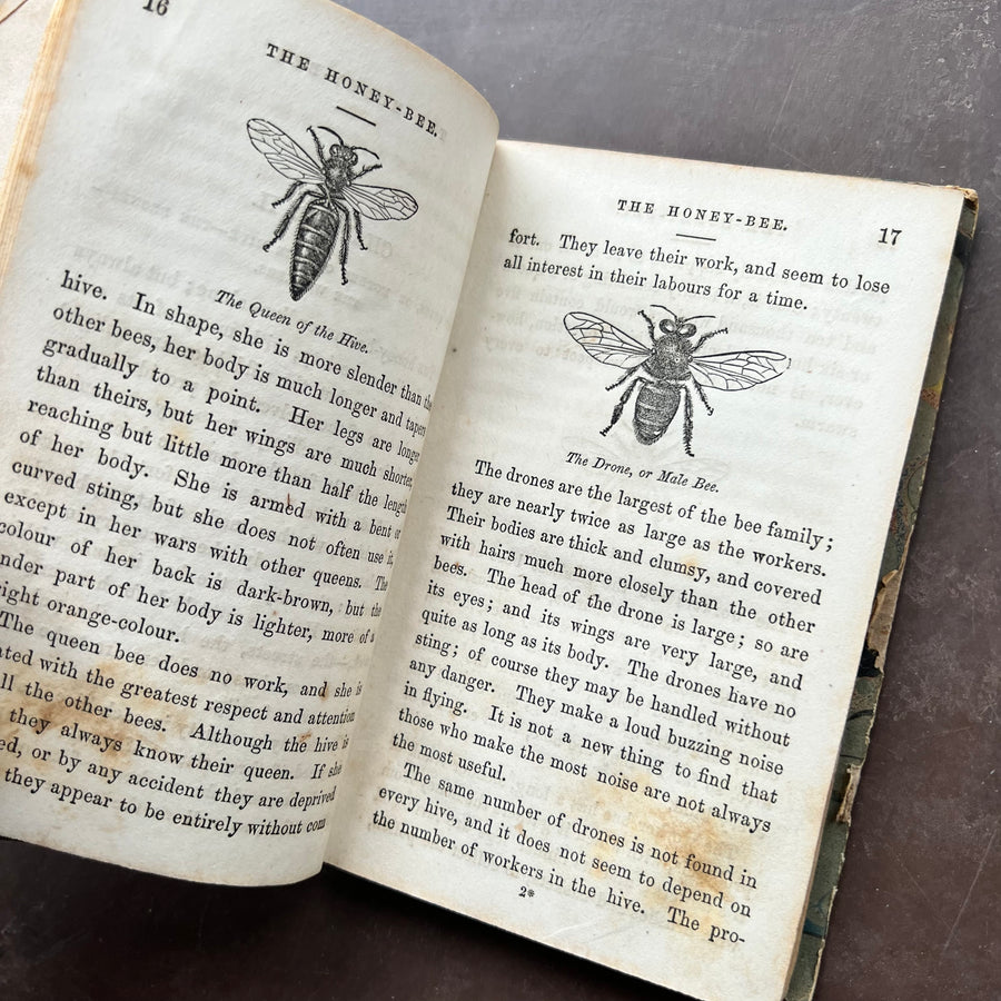 1851 - The Hive and Its Wonders, First Edition
