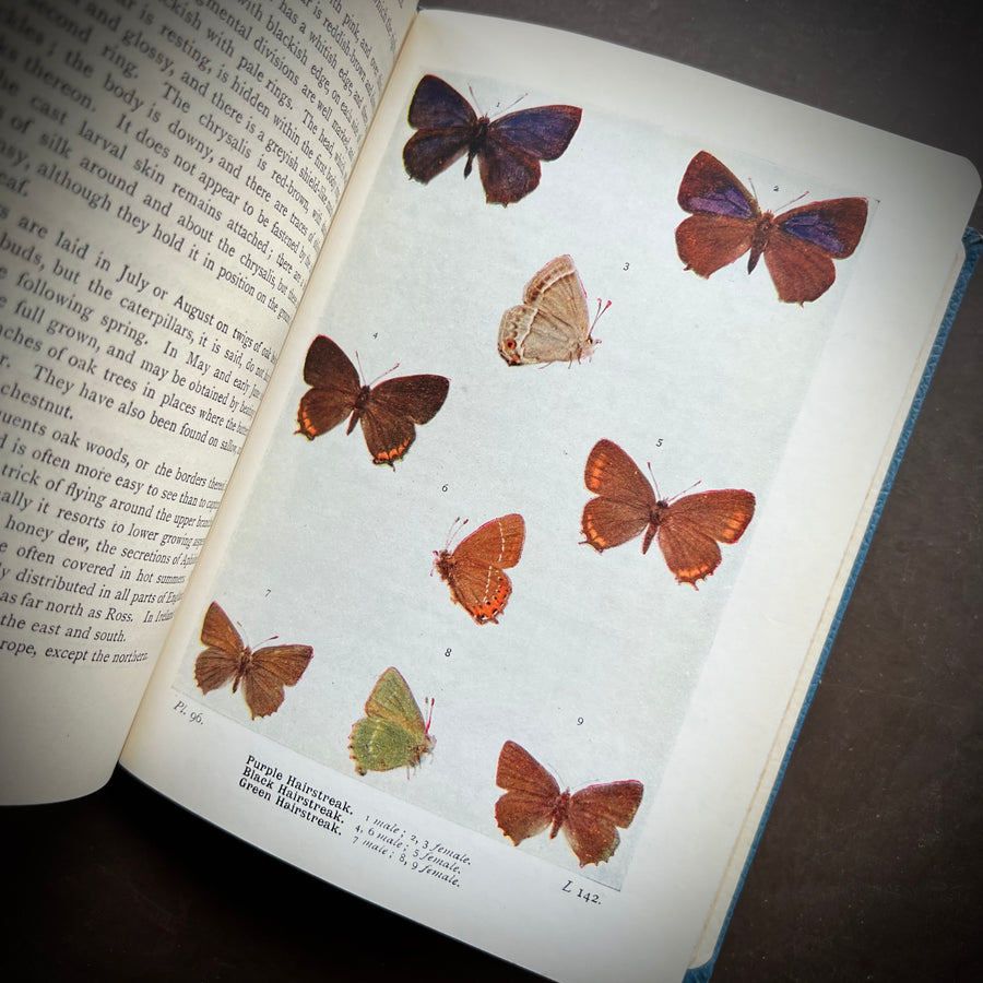 1956 - The Butterflies of the British Isles