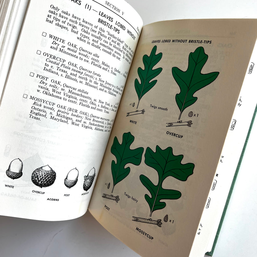 1958 - A Field Guide to Trees and Shrubs