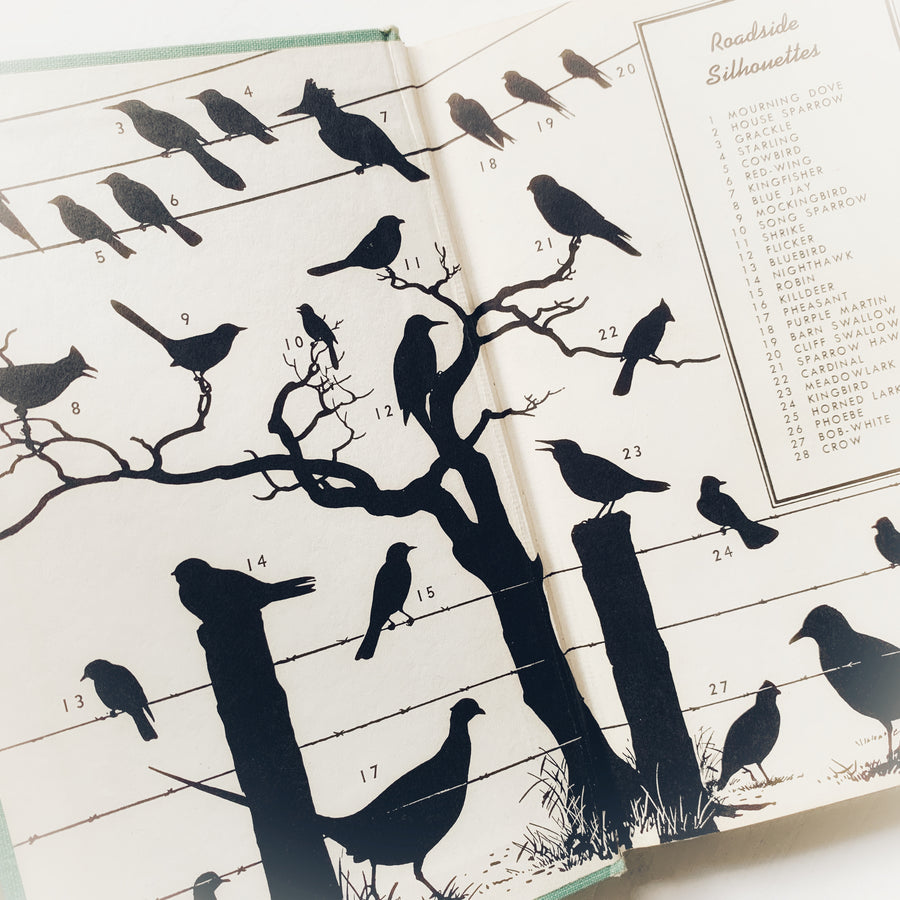 A Field Guide To The Birds