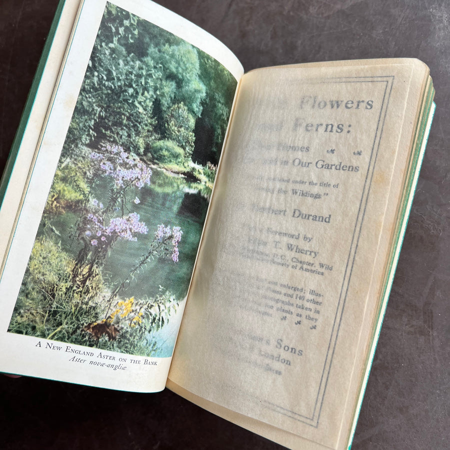 1929 - Wild Flowers and Ferns: In Their Homes and In Our Gardens