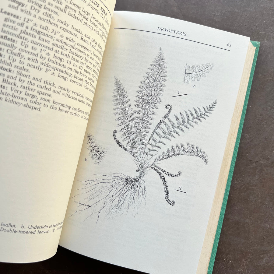 1963 - A Field Guide To The Ferns