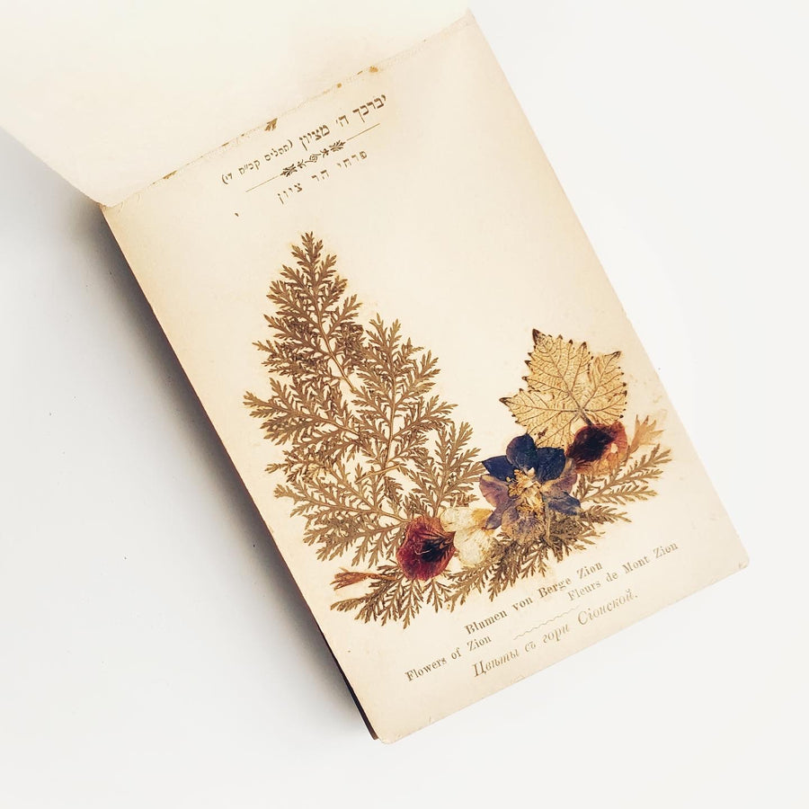 c.Early 1900s - Flowers of the Holy Land/ Jerusalem, Herbarium