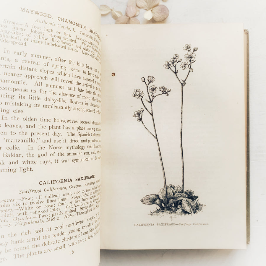 1921 - The Wild Flowers of California; Their Names, Haunts and Habits