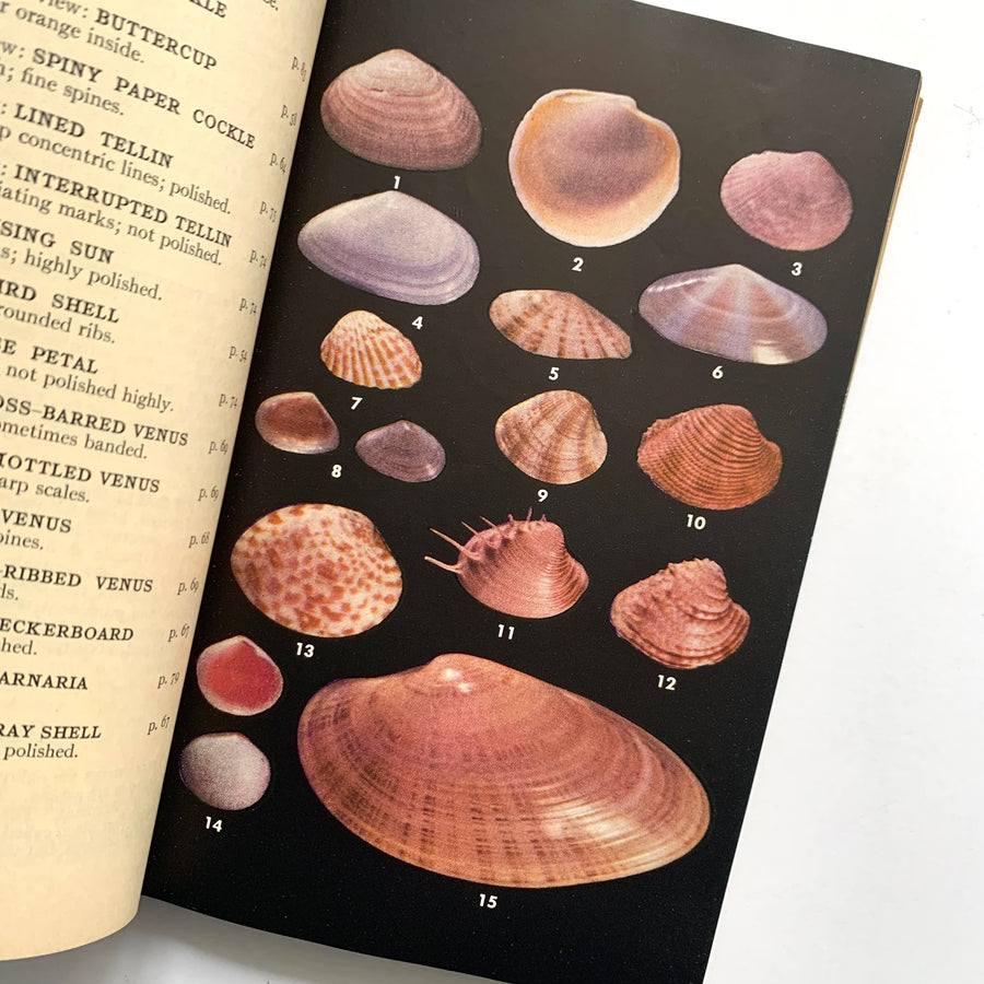 Shells Field Guide 1951 - A Field Guide to the Shells – Honey Bee Mill