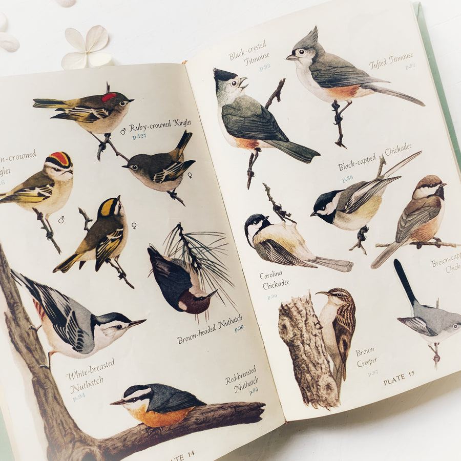 1949 - Audubon Bird Guide