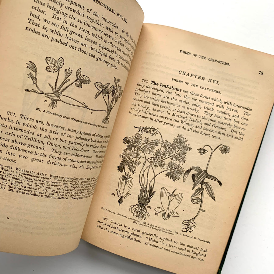 1870 - The American Botanist and Florist