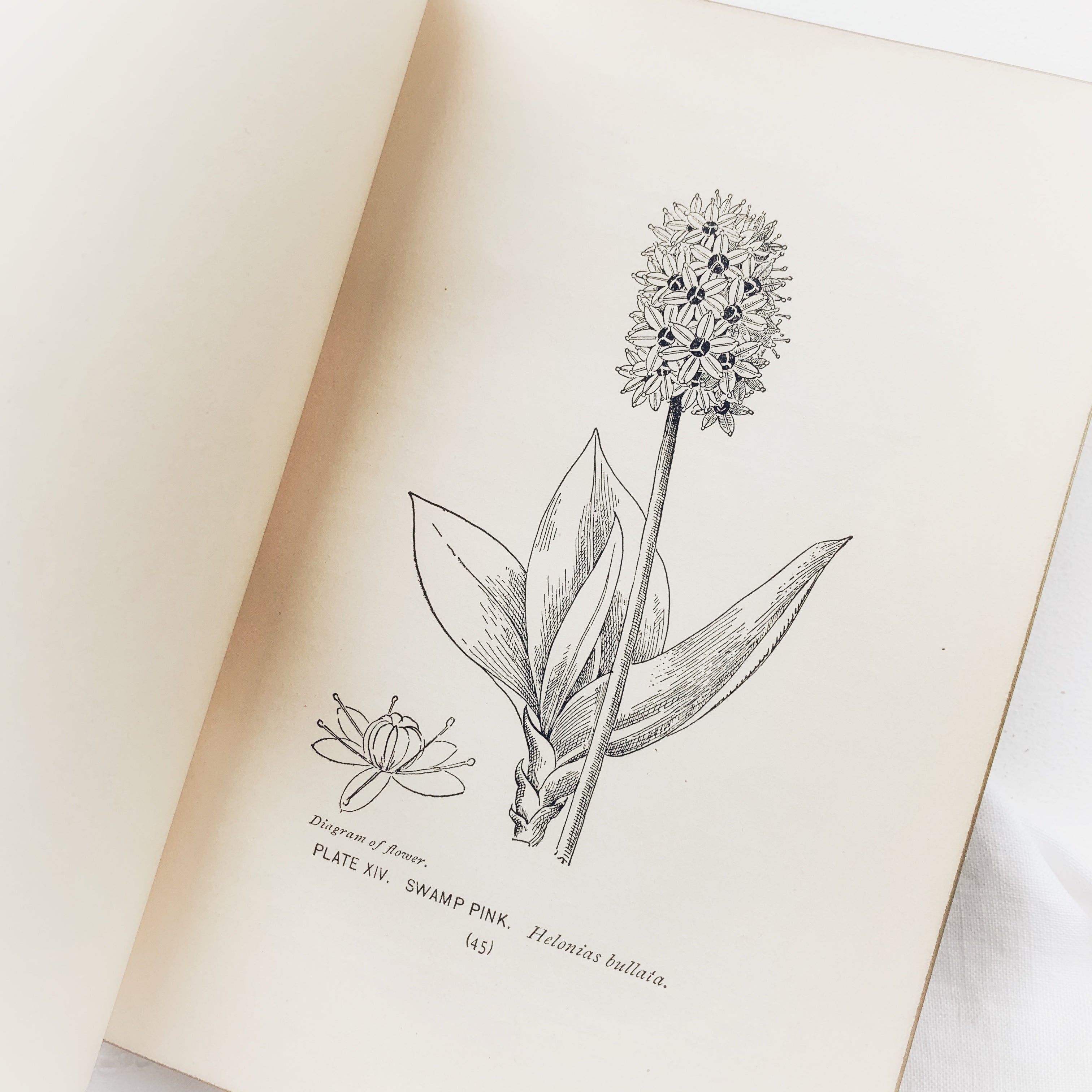 1899 - A Guide to Wild Flowers, First Edition – Honey Bee Mill