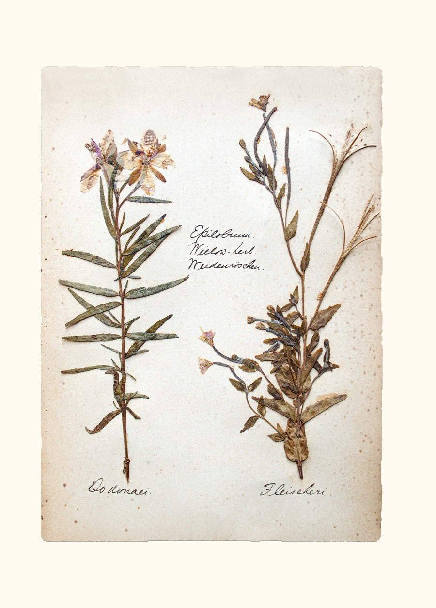 Swiss Herbarium Notecards