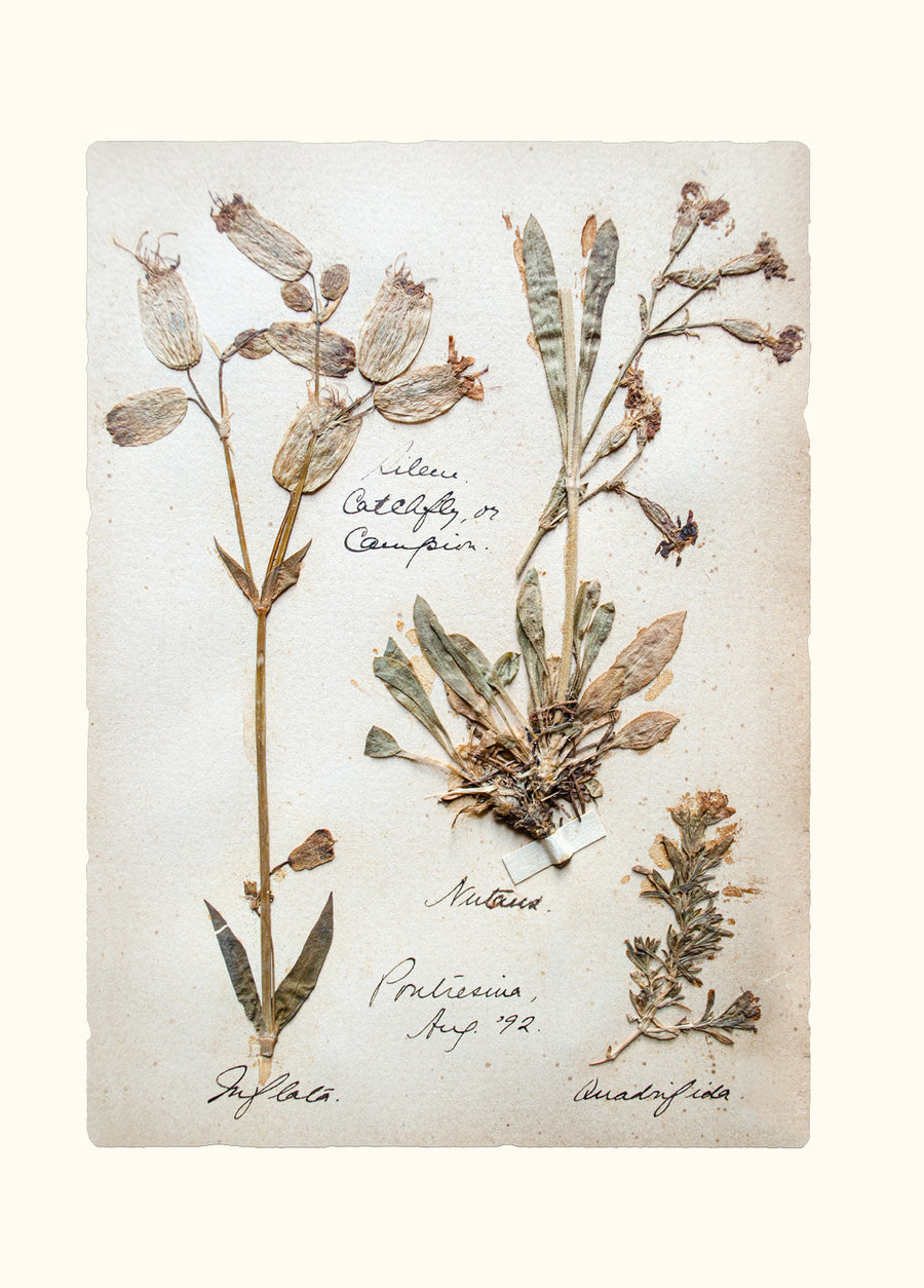 Swiss Herbarium Notecards