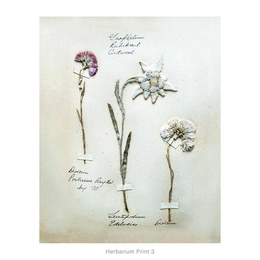 Swiss Herbarium Prints