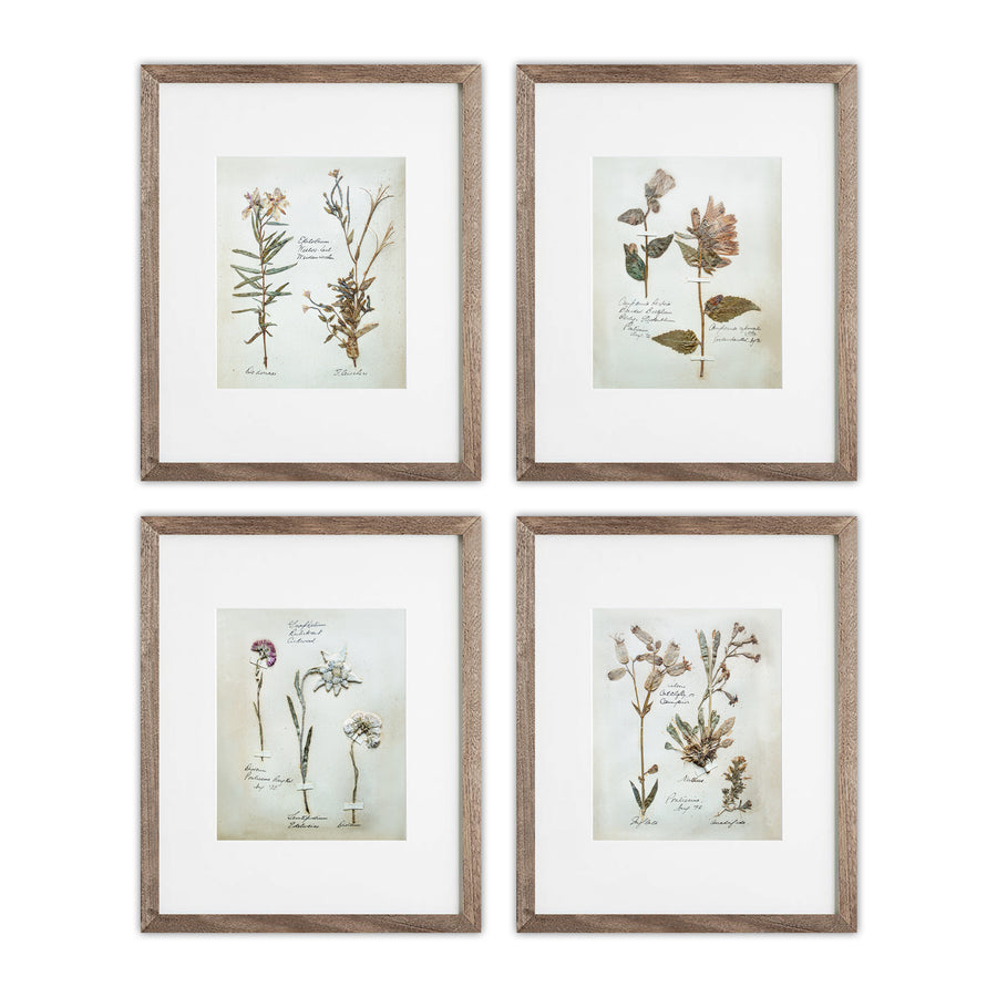 Swiss Herbarium Prints