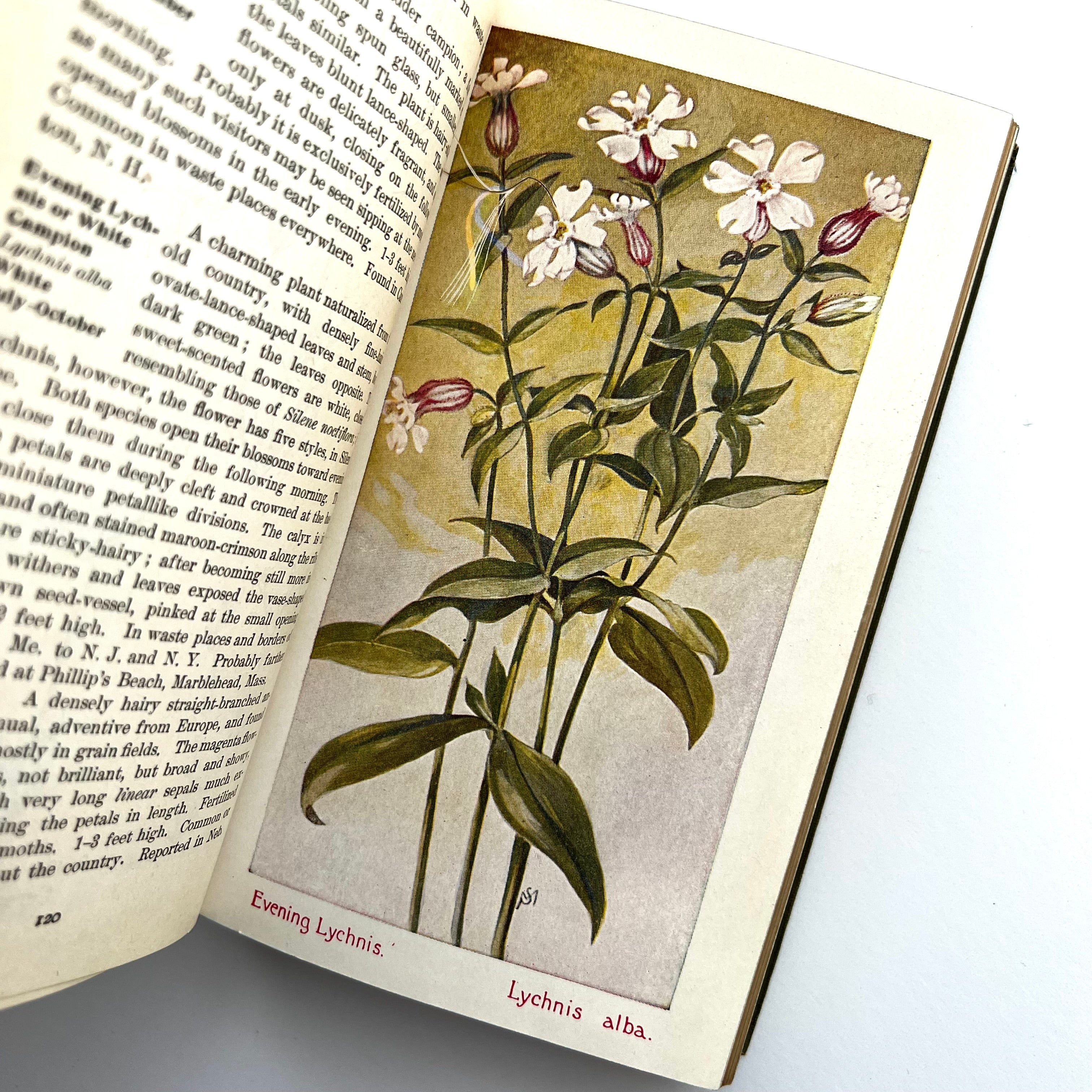 1927 - FieldBook of American Wild Flowers – Honey Bee Mill