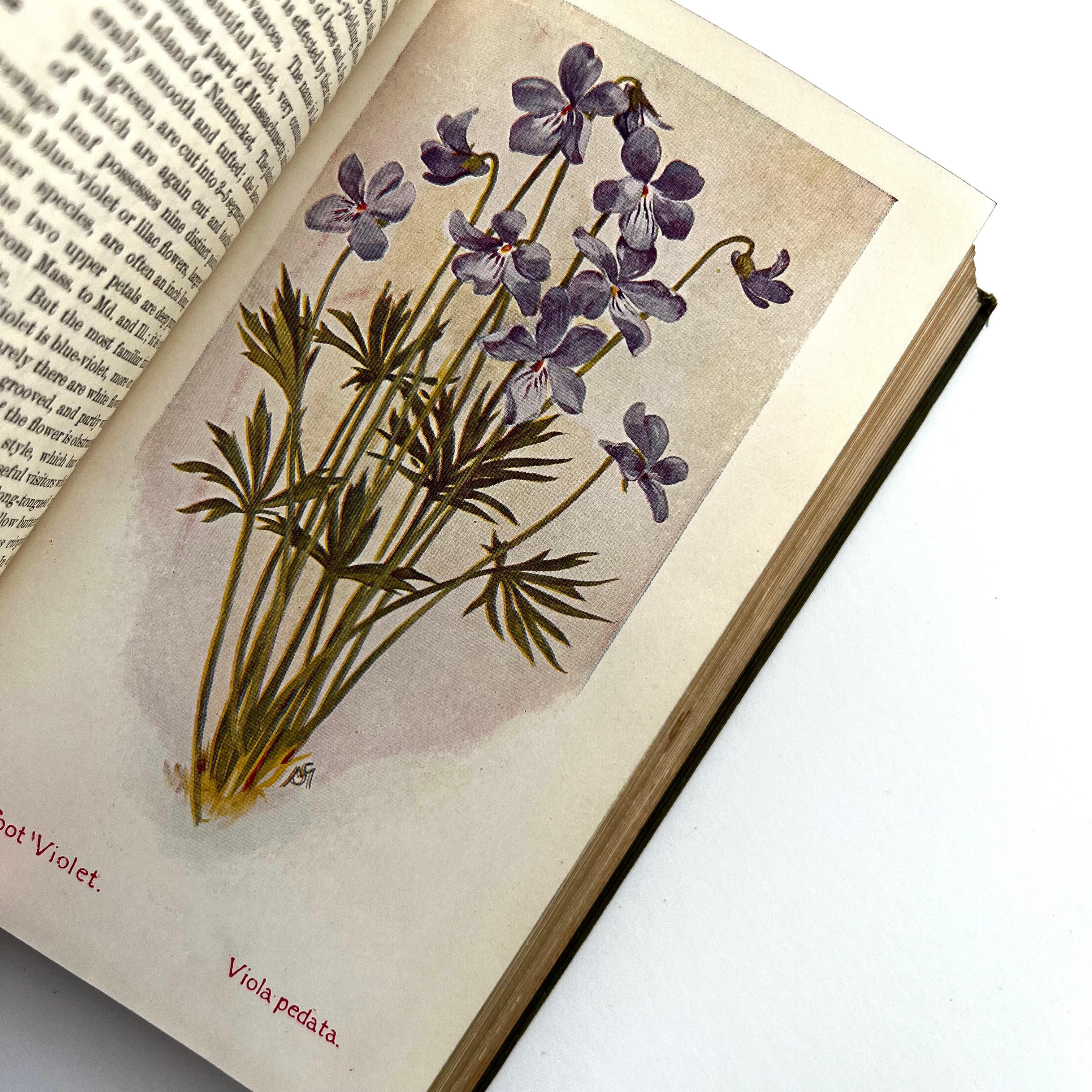 1927 - FieldBook of American Wild Flowers – Honey Bee Mill